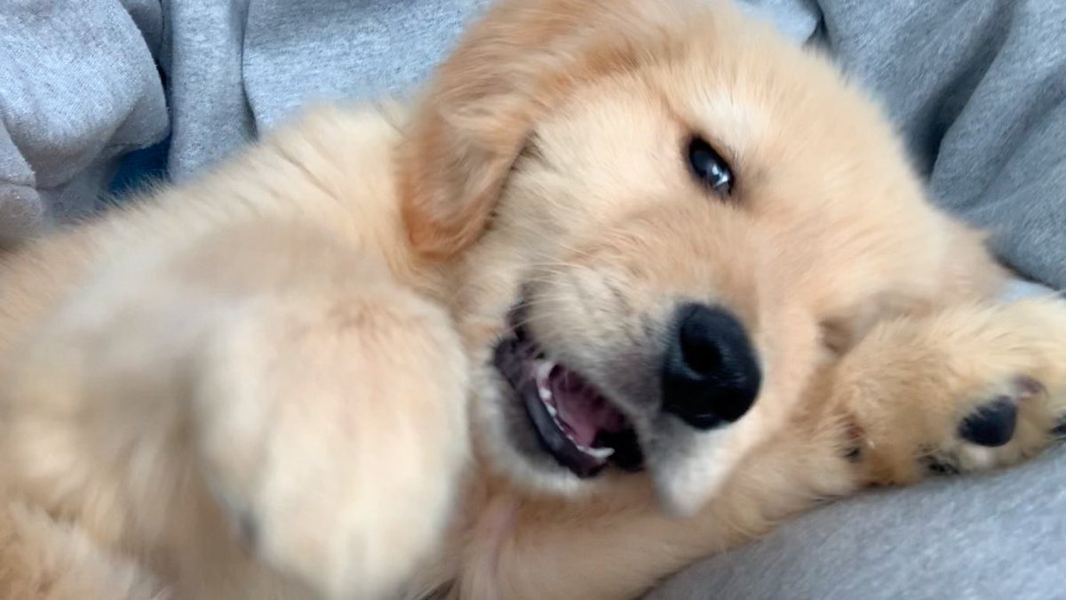 びすけ物語 ゴールデンレトリバー 東京都内在住一人暮らしが 大型犬 ゴールデンレトリバー を飼うときの心配事 T Co Mxhailcyxk Youtubeより ゴールデンレトリバー 犬 犬のいる暮らし Goldenretriever Dog Puppy 愛犬 T Co びすけ物語 ゴールデンレトリバー 東京都内在住一人暮らしが 大型犬 ゴールデンレトリバー を飼うときの心配事 T Co Mxhailcyxk Youtubeより ゴールデンレトリバー 犬 犬のいる暮らし Goldenretriever Dog Puppy 愛犬 T Co