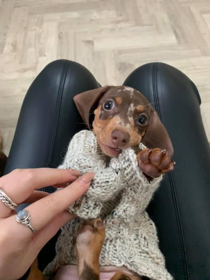 joelriddell's tweet photo. I think #SandyStec needs this little love (and leather pants) @SandyStec #iHeartRadio #petfoodexpress @darth https://t.co/7QD5RHEYhl