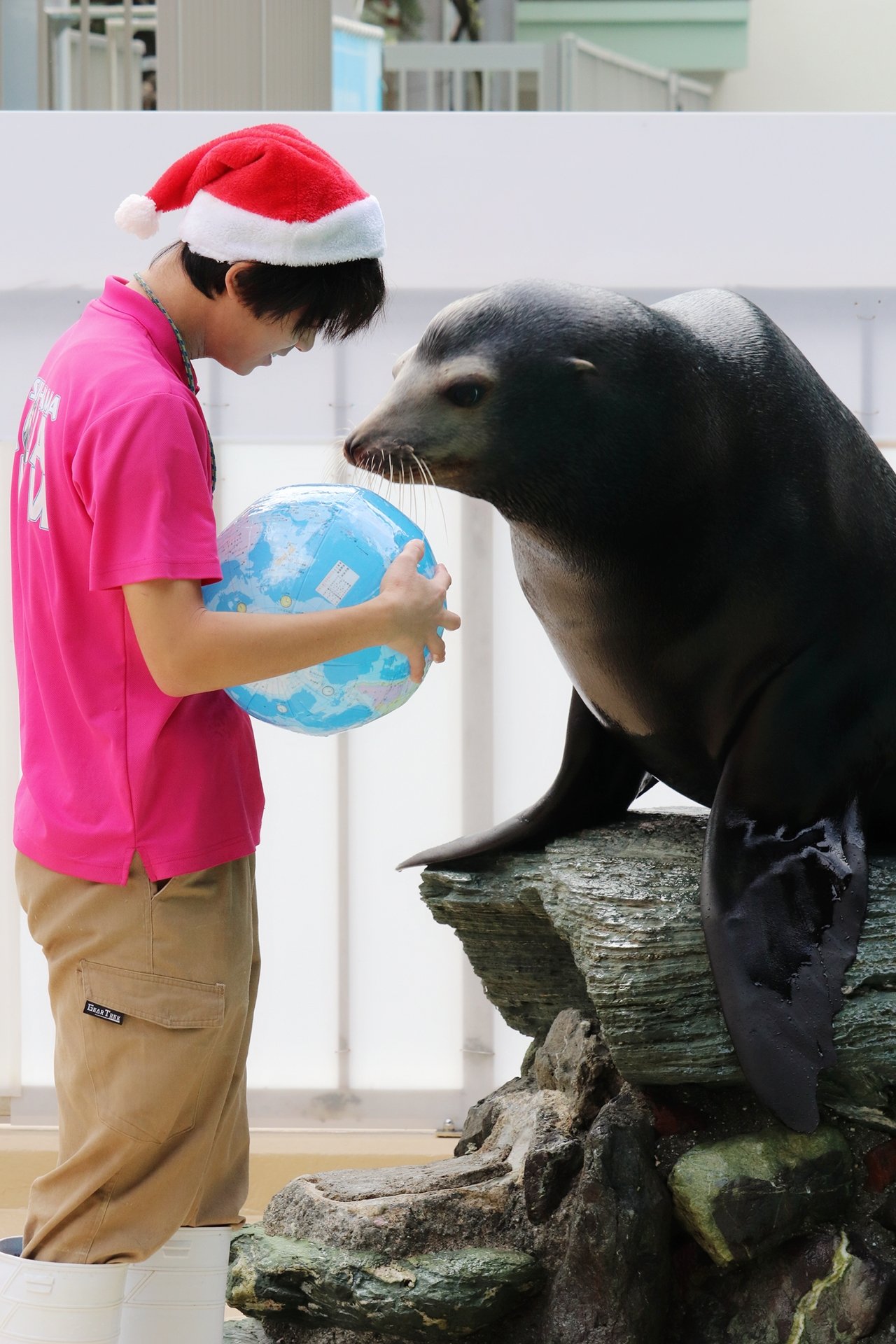 桂浜水族館 公式 野生のカリフォルニアアシカの生息地は ココ Amazonほしい物リストから地球儀のビーチボールが届きました プレゼントしてくださった方ありがとうございます ヤブの快進撃がとまらない今日この頃 アシカショーがまた