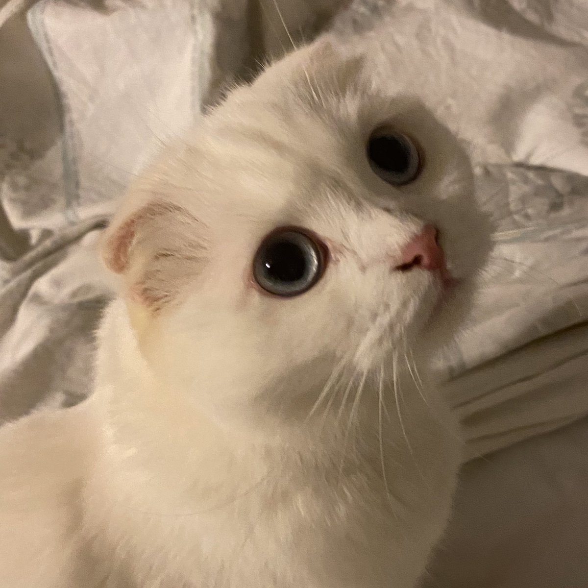 อยากตะหอมหัว