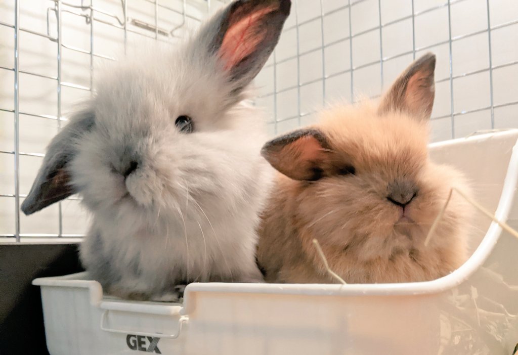 大型うさぎ専門店 RABBIT PUMPKIN (@RABBIT_PUMPKIN) / Twitter