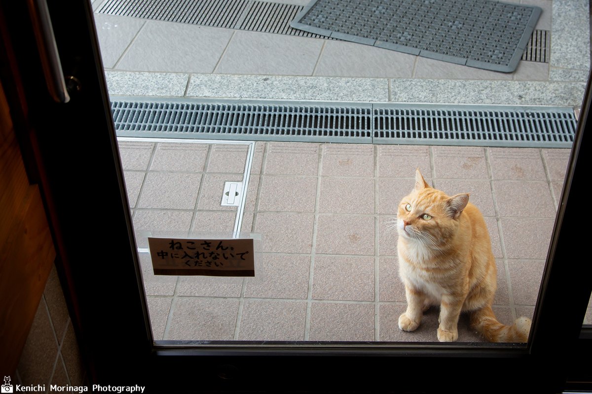 イギリスComedy Pet Photoファイナリスト選出!インスタグラム