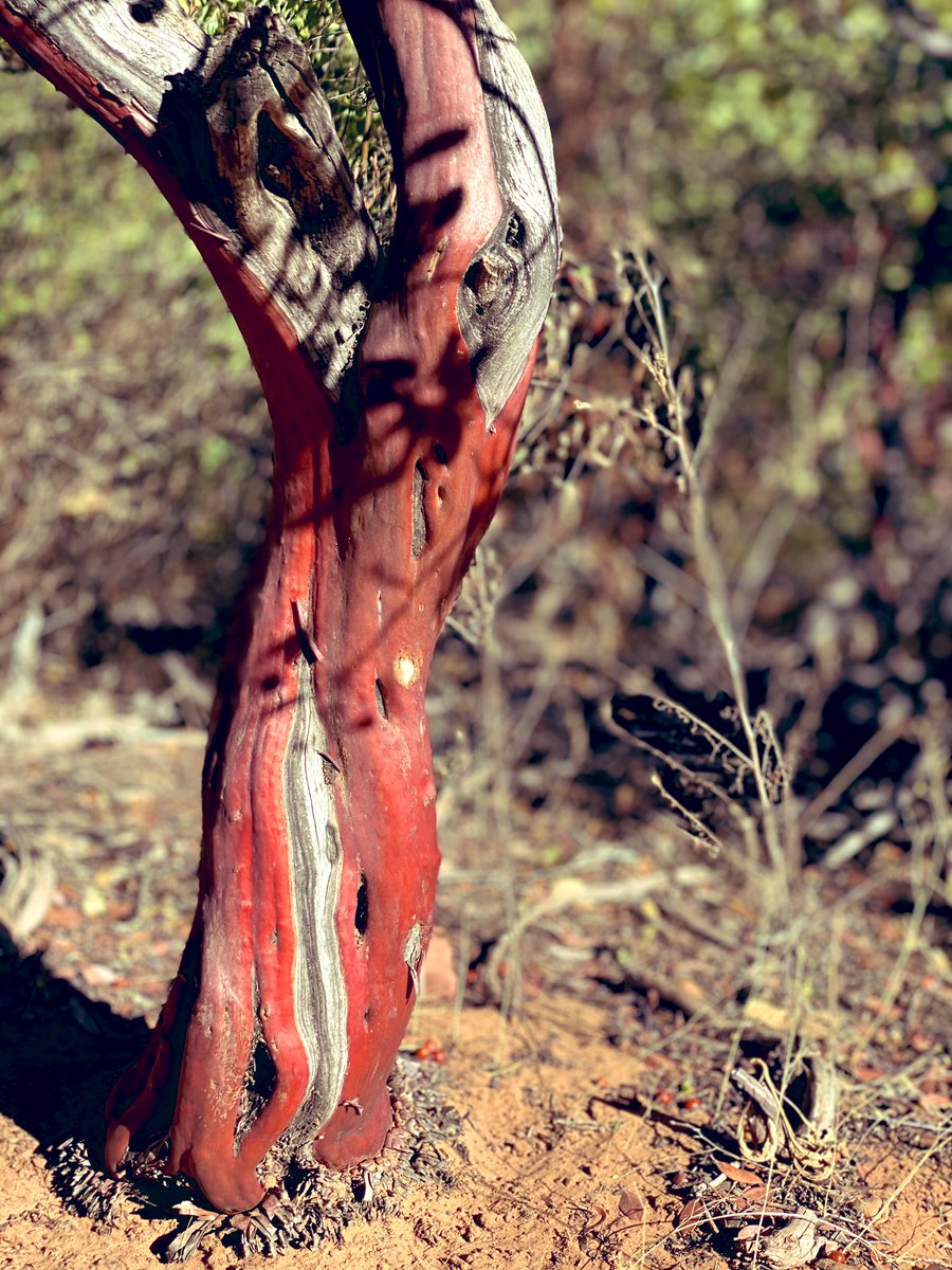 TieflingKitten's tweet image. Nature can be so inspiring when writing homebrew game ideas. The mere idea that tree looks like an exposed map. #naturecheck 

#druid #dnd