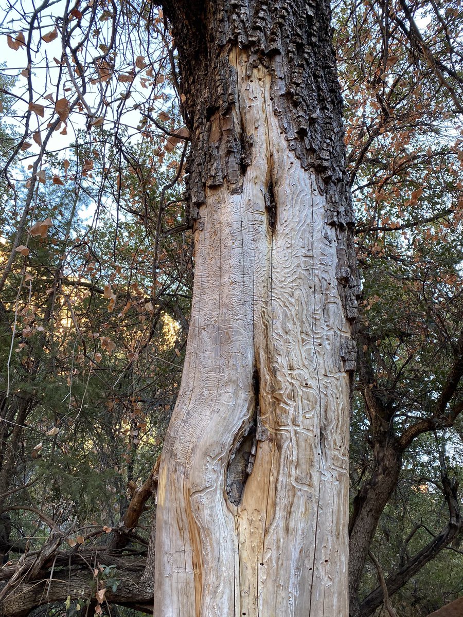 TieflingKitten's tweet image. Nature can be so inspiring when writing homebrew game ideas. The mere idea that tree looks like an exposed map. #naturecheck 

#druid #dnd