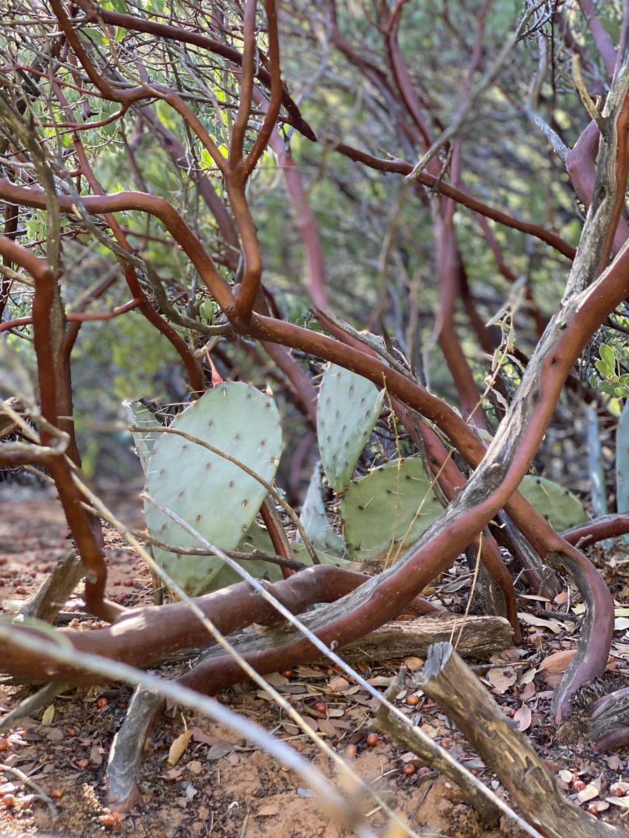 TieflingKitten's tweet image. Nature can be so inspiring when writing homebrew game ideas. The mere idea that tree looks like an exposed map. #naturecheck 

#druid #dnd