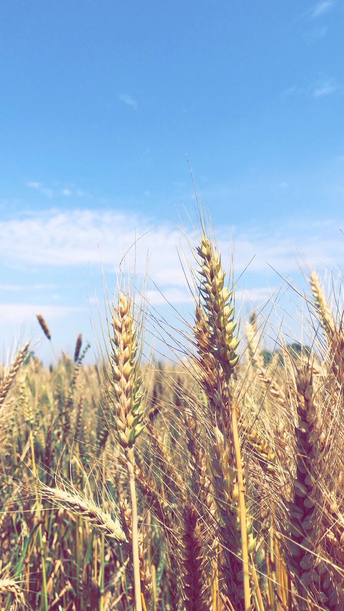 RajewalSimran's tweet photo. Done with breakfast 😋                    Thank you #FARMERS 🙏🏻.               #kisaanmajdoorektazindabaad #8_दिसंबर_भारत_बन्द #FarmersAreLifeLine #IndiaSupportFarmerProtest #Tracter2twitter @diljitdosanjh @DeepSid05481814 @BawaRanjit https://t.co/At6mGyUp7t