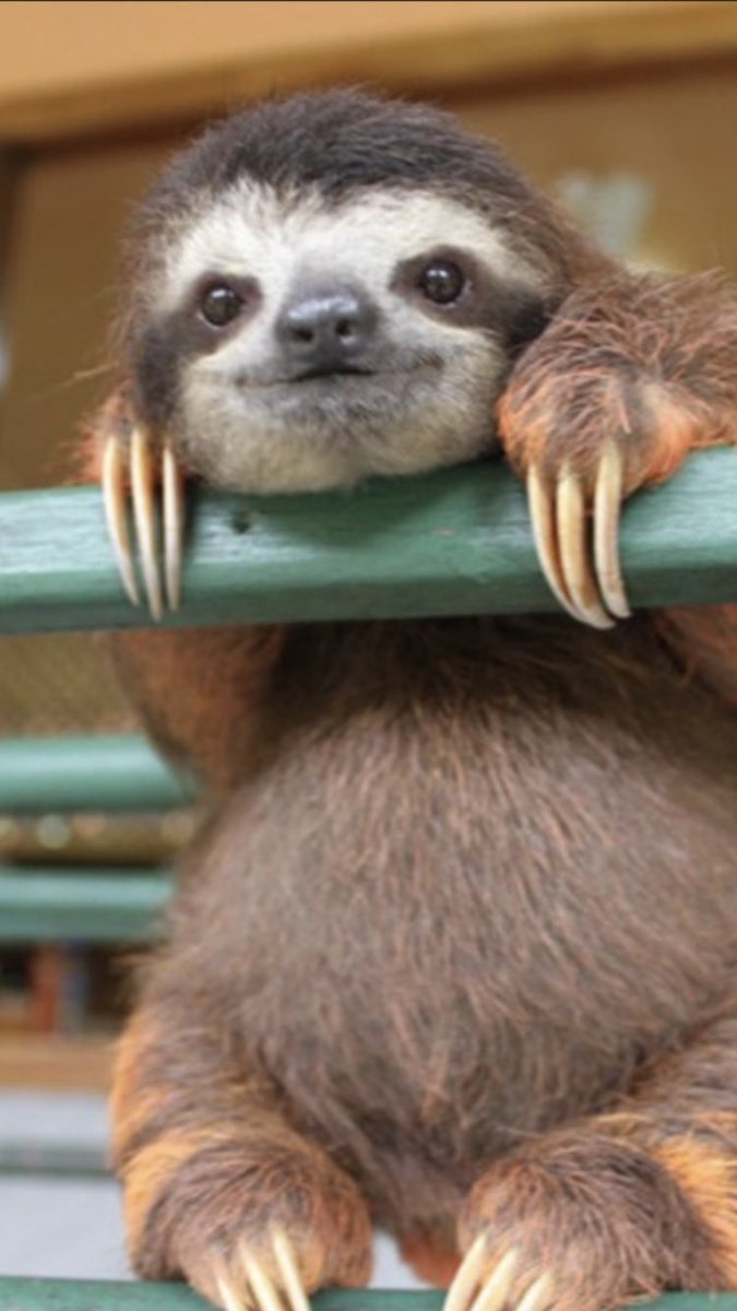 あべの金魚カフェ A Twitter 裏のドアのノブを交換しようと外したら跡形が めっちゃナマケモノやん イラストで描いた時のナマケモノの顔やん びっくりした めっちゃわろてるやん