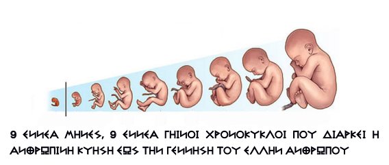 Сколько недель появляется ребенок. Плод ребенка. Сколько недель появляется ребенок. Сколько недель появляется ребенок. Недели и триместры беременности.