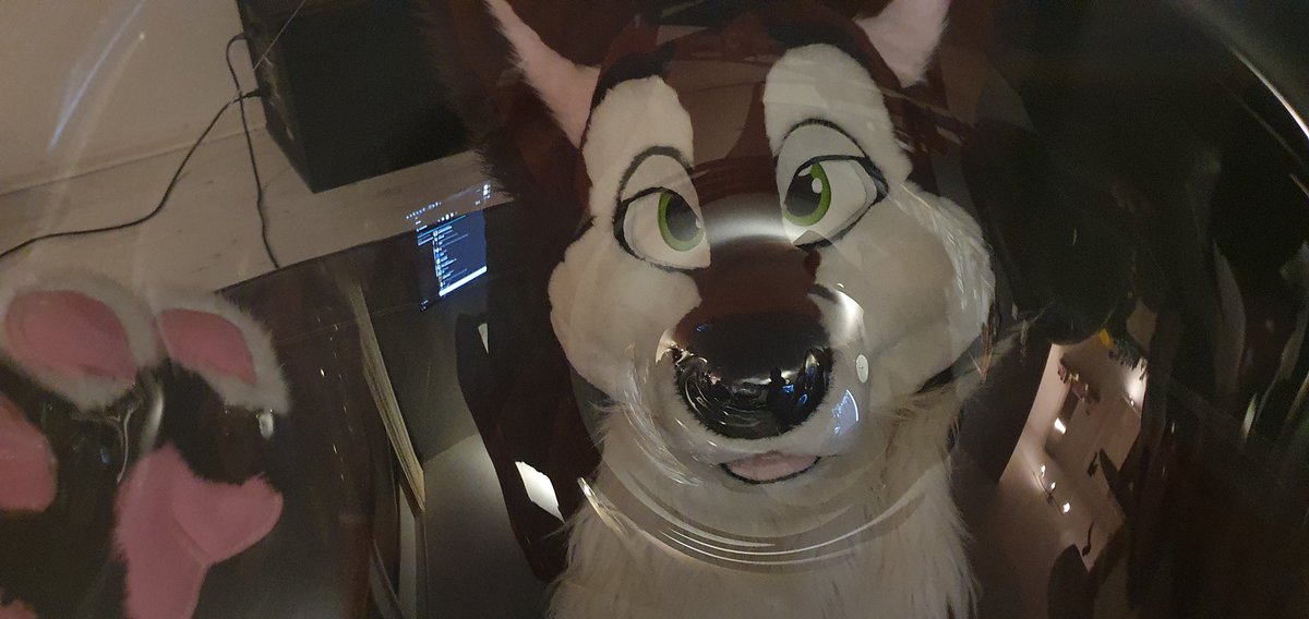 Whaler81Ace's tweet photo. Time for a little revenge! Now @Quba29958367 is being stuck under clear PVC 36 inch time to bounce on him instead 🦊🎈🦊 https://t.co/dqUDAzaalT