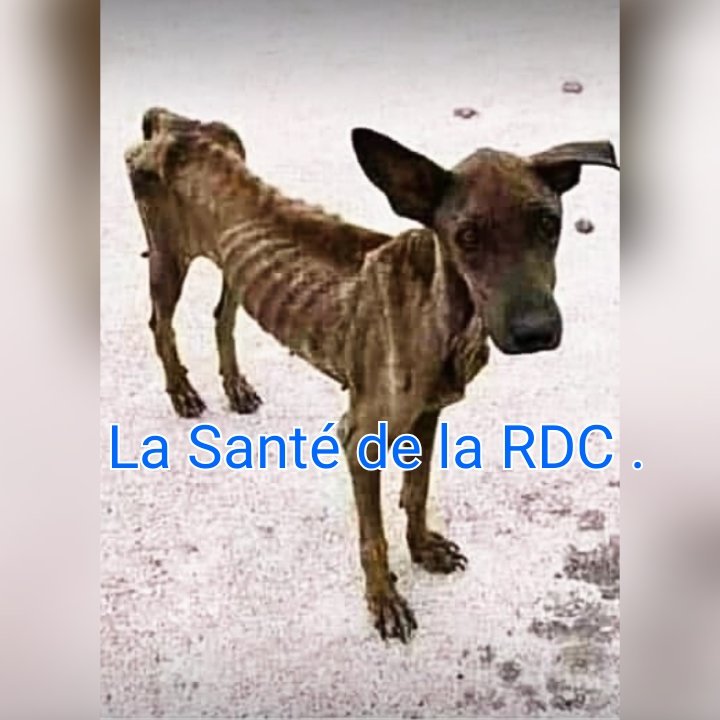 BengeleEkak's tweet photo. #Rdc: @fatshi13 à la magistrature suprême depuis #Janvier2019.Et c'est demain qu'il dit que :KISALU ME BANDA(Le travail commence) #Donc deux ans s'écoulèrent vainement ? Le stage au sommet de l'état ? C'est une moquerie grave à l'égard des souffrances amères des congolais. https://t.co/zaxSez2vYs