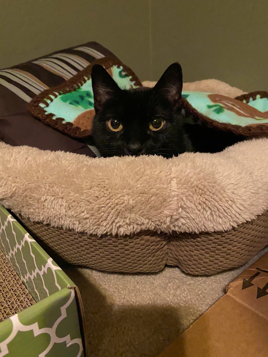 isaaacb_'s tweet photo. my bf &amp; i are officially cat dads! everyone, meet luna! our precious little lovebug💛🌙 https://t.co/nlhZ7oH0yY