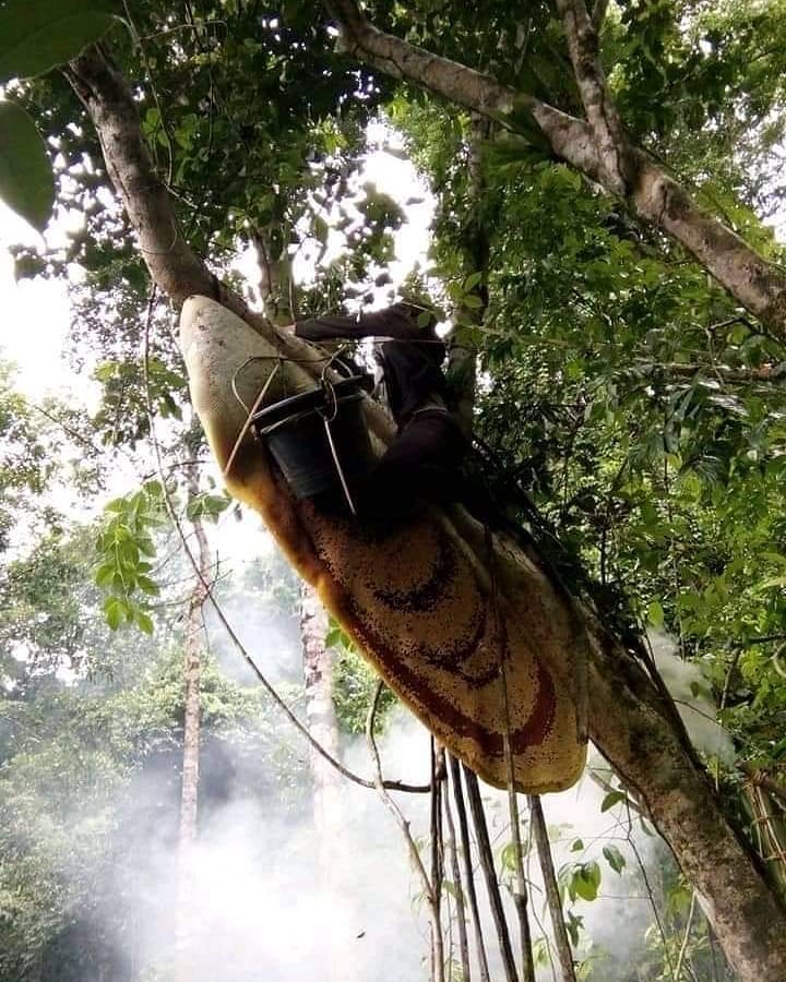 النحل الاسيوي العملاق 🐝🐝