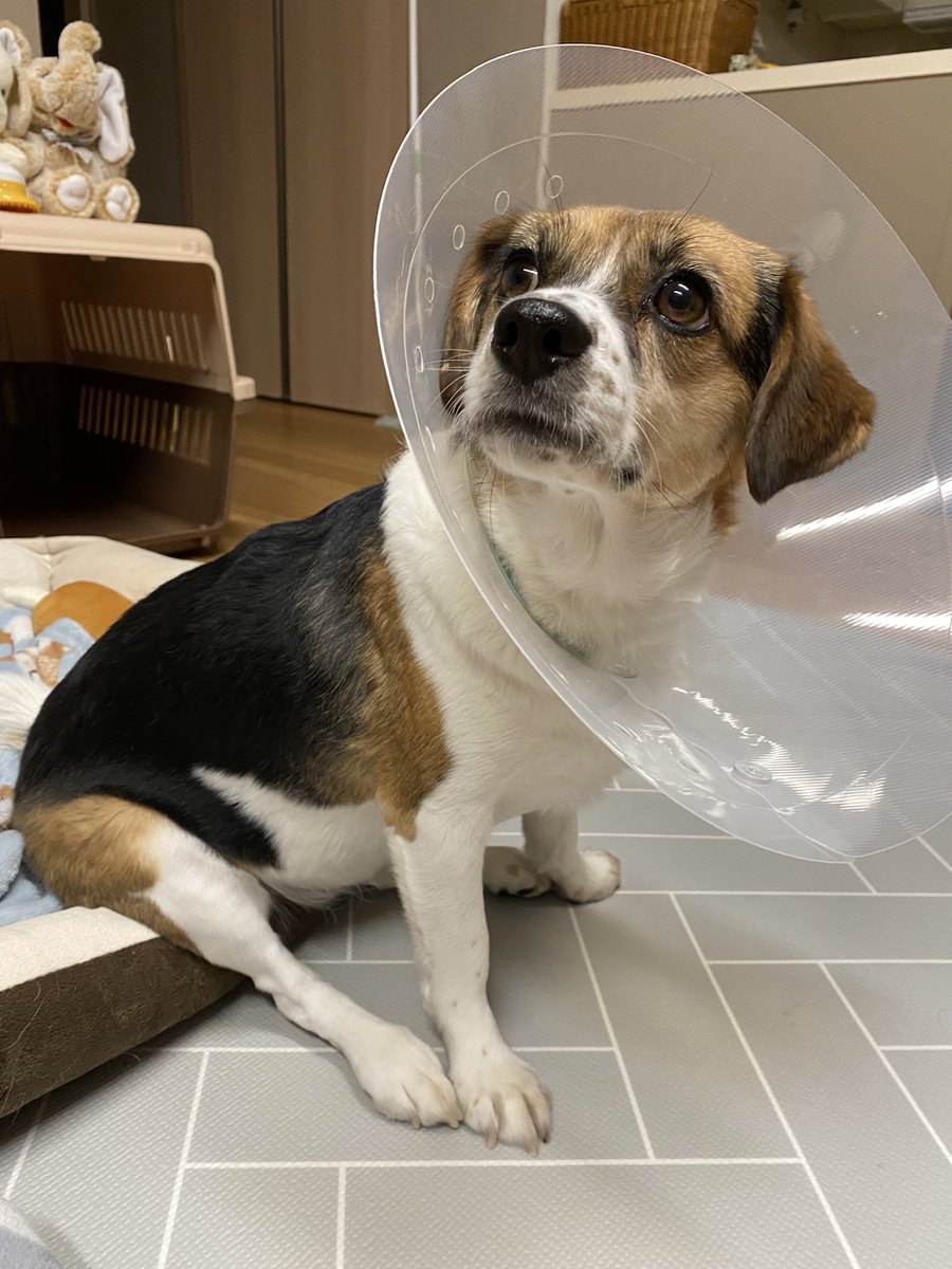 어디서 많이 봤다 했더니...
픽사 조명이 되어버린 강강쥬..
#입양 #평생가족찾아요 #사지말고입양하세요