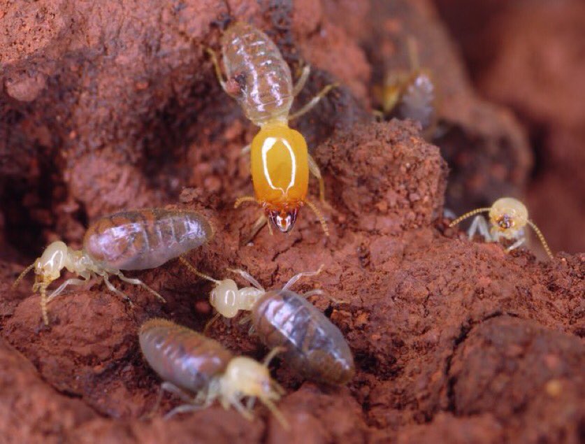 Soil Biodiversity tweet media