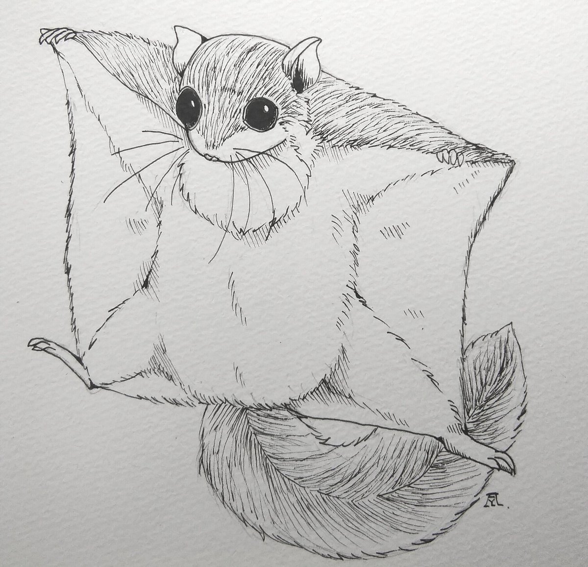 Twoucan アメリカモモンガ の注目ツイート イラスト マンガ