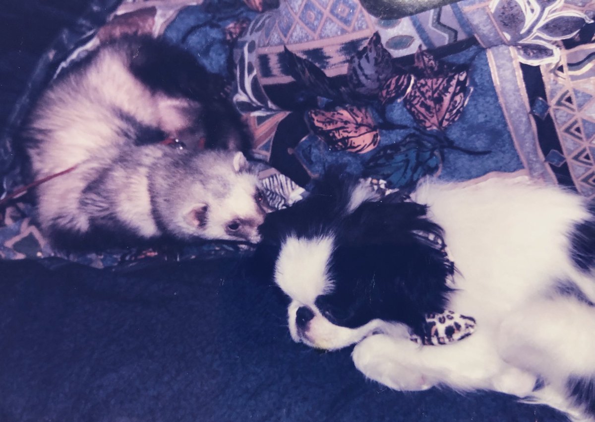 昔フェレットと狆 犬 を飼っていたのでこの絵を見て色々想い出しました フェレッ 松浦麻衣 画集彩雲発売中 アニメーター のイラスト