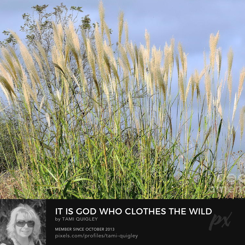 tamitrailscapes's tweet photo. See this Instagram photo by @tami.quigley https://t.co/tEJV1e8fLY It Is God Who Clothes The Wild Grass #MondayThoughts #God #commonreed #grass #Autumn #art #onlineshop #artistsoninstagram #landscapephotography #artprint #Christmas #giftidea #decor #facemasks #puzzle #LehighValley https://t.co/JihPKGE6RM