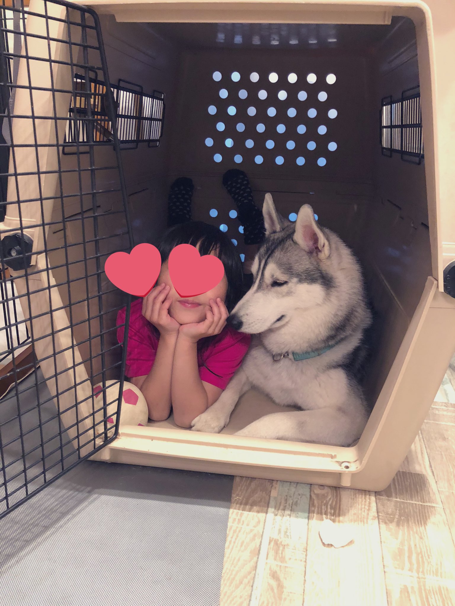 サファイア王子 シベリアンハスキー Sapphire Husky Twitter