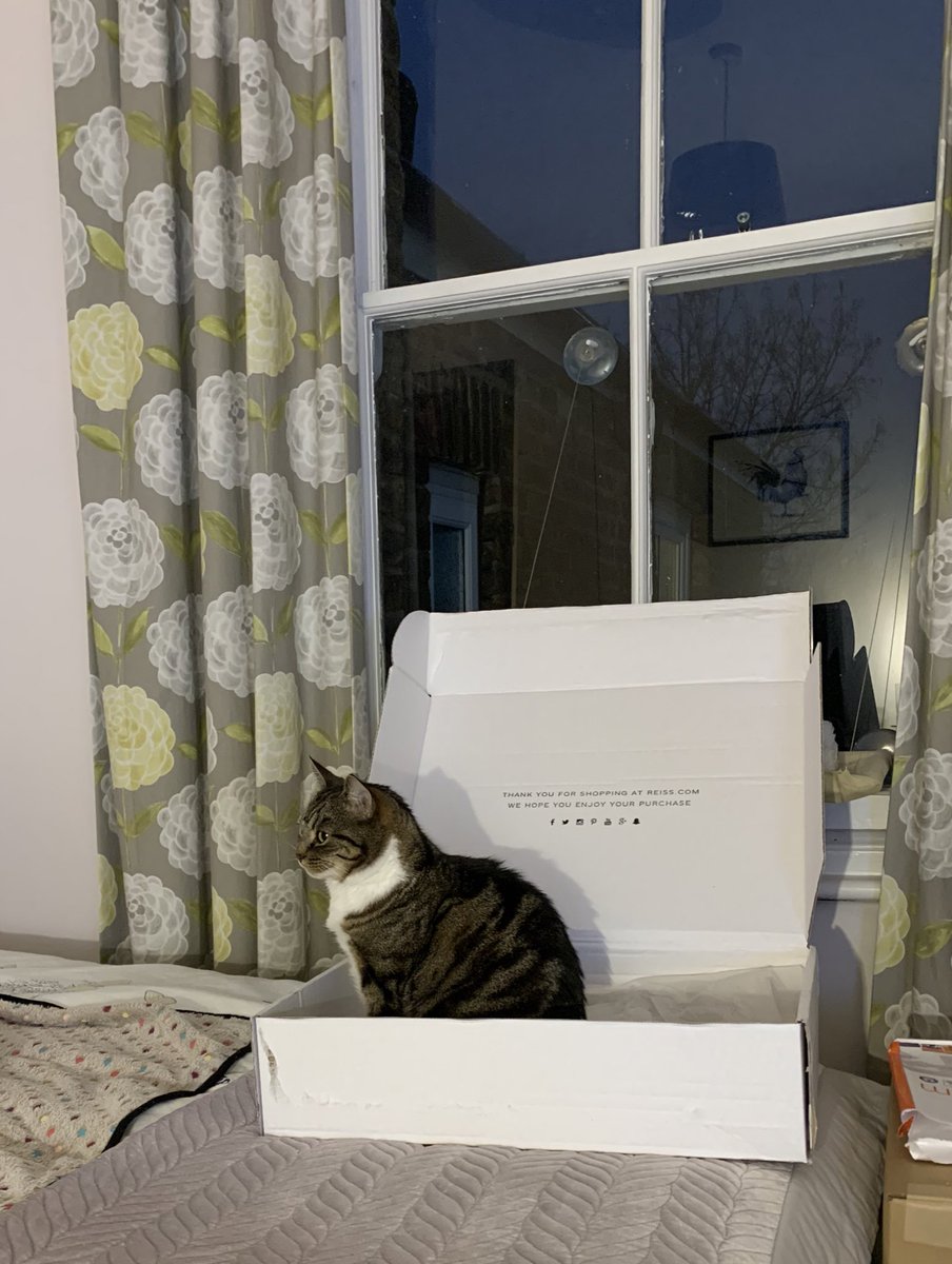 Mum!!! You are late!! She is useless she forgot to post my #catboxsunday pic in my new box. So useless!! #cat #CatsOfTwitter