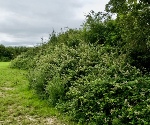 FarmWilder's tweet photo. This is what field margins &amp; hedges should look like. This one is on Matt Boley’s organic dairy farm in Somerset. Hedges are best cut every 3 years, in late winter once birds have eaten the berries. What a difference this would make to our countryside.
#WildlifeConservation https://t.co/Dd6pvcw2sy