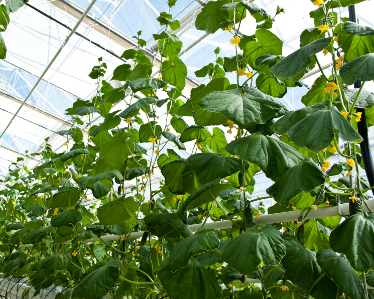 Арбитражный суд Челябинской области возбудил дело о банкротстве в отношении агрокомплекса «Чурилово» - крупнейшего тепличного предприятия Урала — из-за просроченной задолженности по уплате налогов

Подробнее: bit.ly/36PsuGn