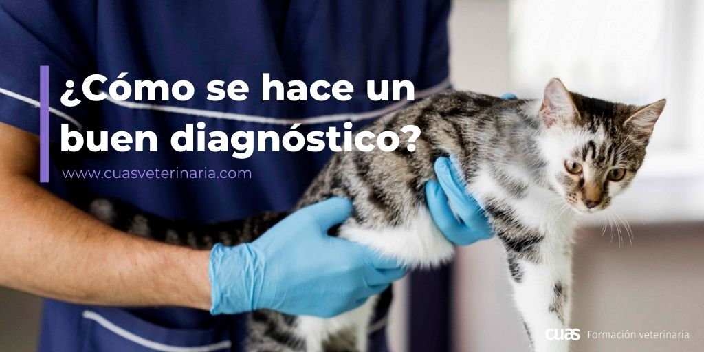 cuas_vet's tweet photo. ¿Sabes cuántos pasos son necesarios para poder diagnosticar de manera correcta?

👉Te lo explicamos en este artículo: https://t.co/hUBae3DMHi

#veterinaria #gatos #atv #auxiliarveterinario #animal #Gato #veterinarymedicine #world #atvlife #dog #perro #protectora #AdoptaNoCompres https://t.co/BAnsWTq8Gl