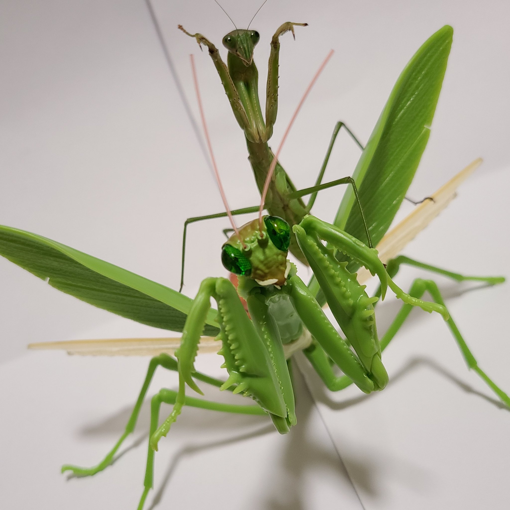 カマキリガチャ Twitter Search Twitter