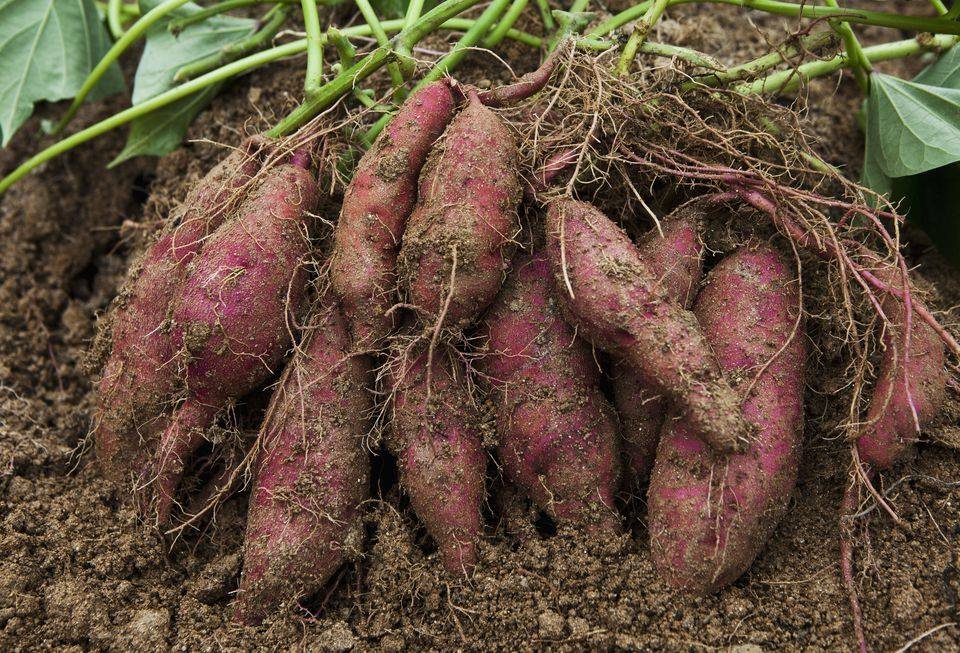 Agribusiness Media tweet media