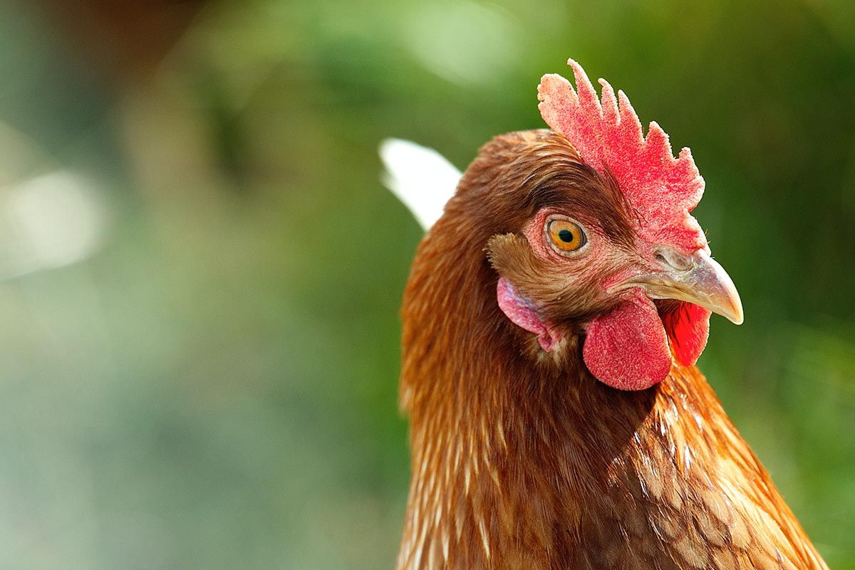 An important update for all our chicken owning clients 🐓
Please share.
buff.ly/2L6IKdA