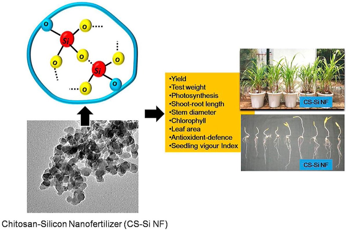 Read of our <a href="/nanoagriculture/">Dr.Vinod Saharan</a> innovation #nanofertilizer <a href="/MpuatUdaipur/">MPUAT Udaipur</a> <a href="/icarindia/">Indian Council of Agricultural Research.</a> <a href="/DBTIndia/">Department of Biotechnology</a> <a href="/IndiaDST/">DSTIndia</a> @IFDCnews <a href="/ICRISAT/">ICRISAT</a> <a href="/CIMMYT/">CIMMYT</a> <a href="/PAU_LDH/">Punjab Agricultural University Ludhiana</a> <a href="/Kumaraswamy_rv/">Kumaraswamy R.V.</a> @Deepa26836653 <a href="/teriin/">TERI</a> <a href="/AgriGoI/">Agriculture INDIA</a> <a href="/Nanowerk/">Nanowerk</a> <a href="/IFFCO_PR/">IFFCO</a> <a href="/EnablingNew/">Neeraj Kathuria</a> @WUSTL