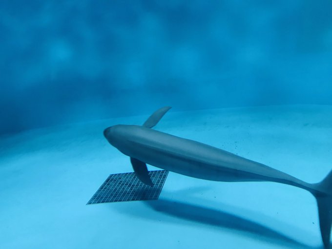 スナメリのtwitterイラスト検索結果