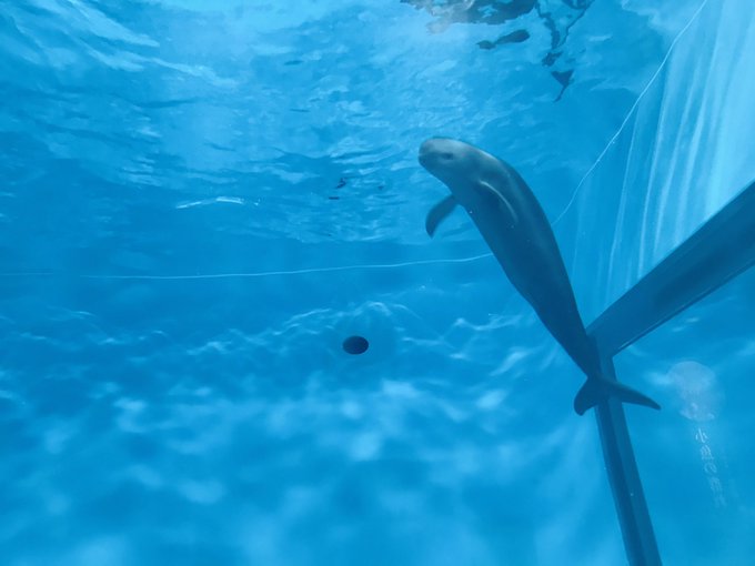 スナメリのtwitterイラスト検索結果