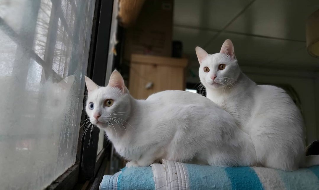 Lucas_Salomon's tweet photo. 💕 Vito y Milo 💕
https://t.co/6e4UP4VTrc
#CatsOfTwitter #cats #love https://t.co/SCN8rhfm6o