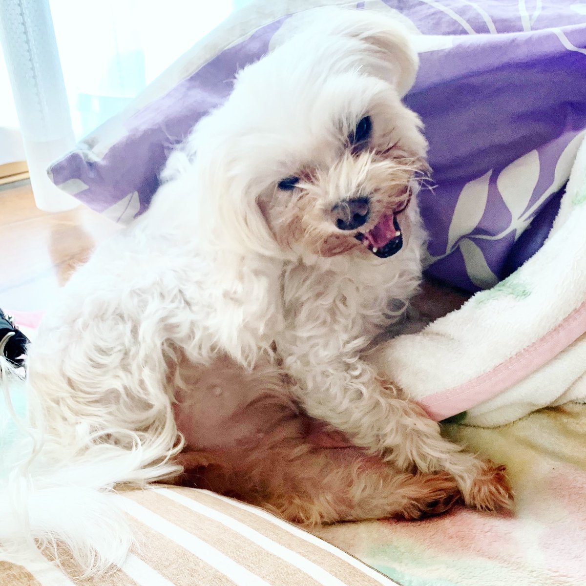 うちの犬写真撮る時いつも面白い顔してる Yas2のイラスト