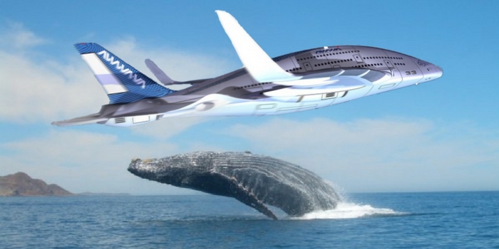 PrivateFly_FR's tweet image. Comment les animaux inspirent la conception des avions : ow.ly/SuH150CxXl0