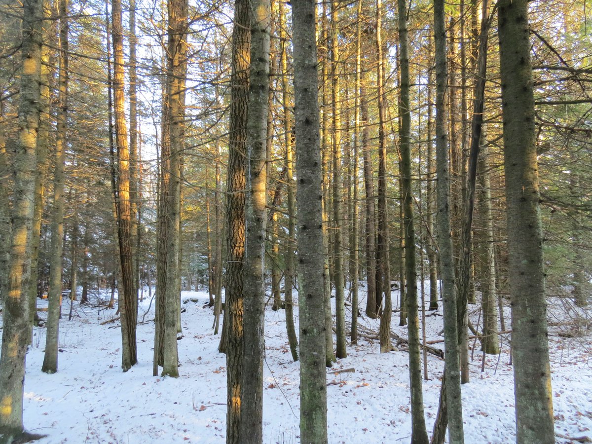 GreenInfraOn's tweet photo. The Government has announced that in 2021-22, they will allocate $3.16B over 10 years for Natural Resources Canada (NRCan) to work with provinces, territories, NGOs, local governments and Indigenous communities to plant 2B trees.

Read more here: https://t.co/1EwMeGc94Y

#ONpoli https://t.co/E55fg5Ayth