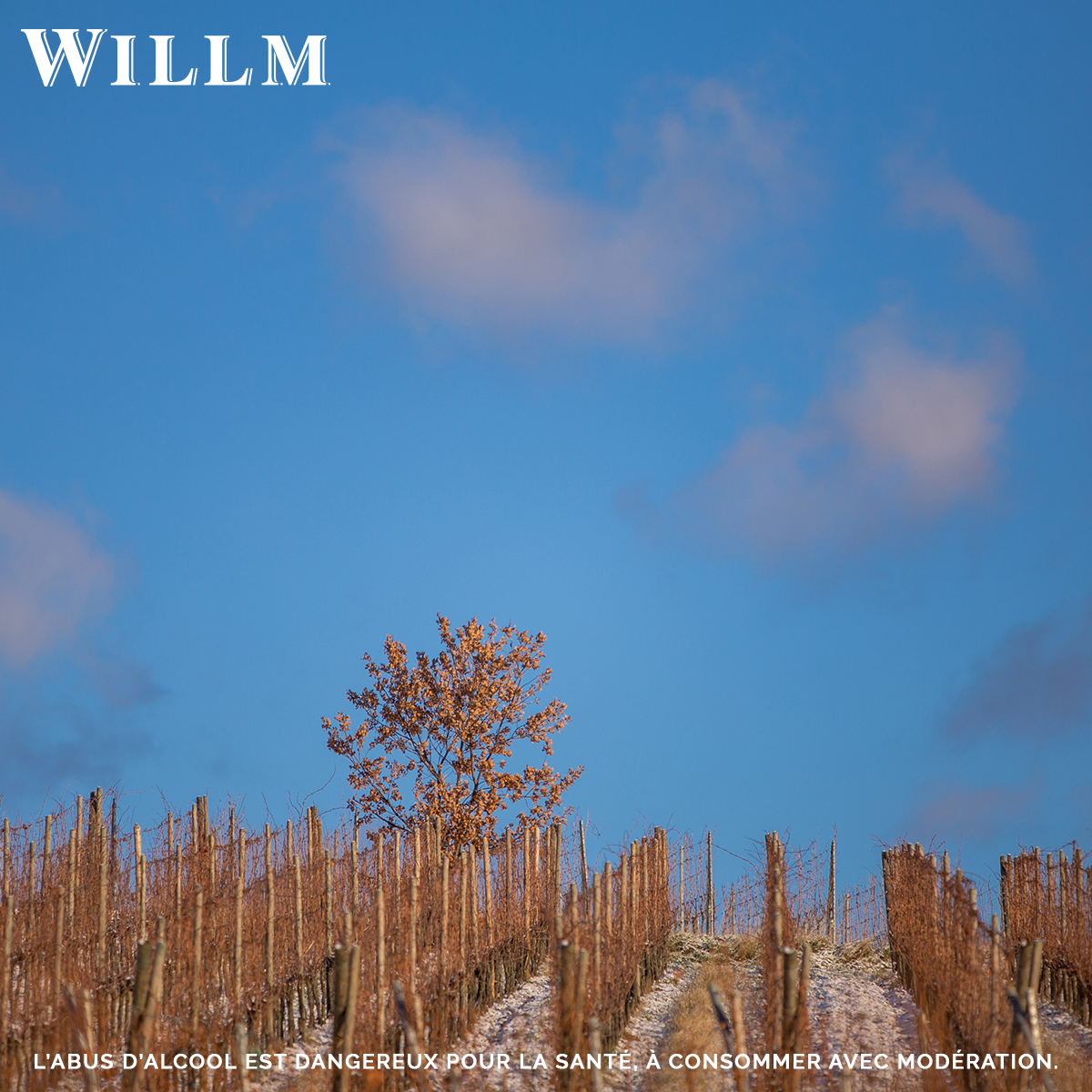 The cold has taken hold in #Alsace! Our #winegrowers are currently pruning the vines, a decisive step for the future vintage! #drinkalsace #alsacerocks #willm #alsacewillm #vineyard #wine #alsacewine