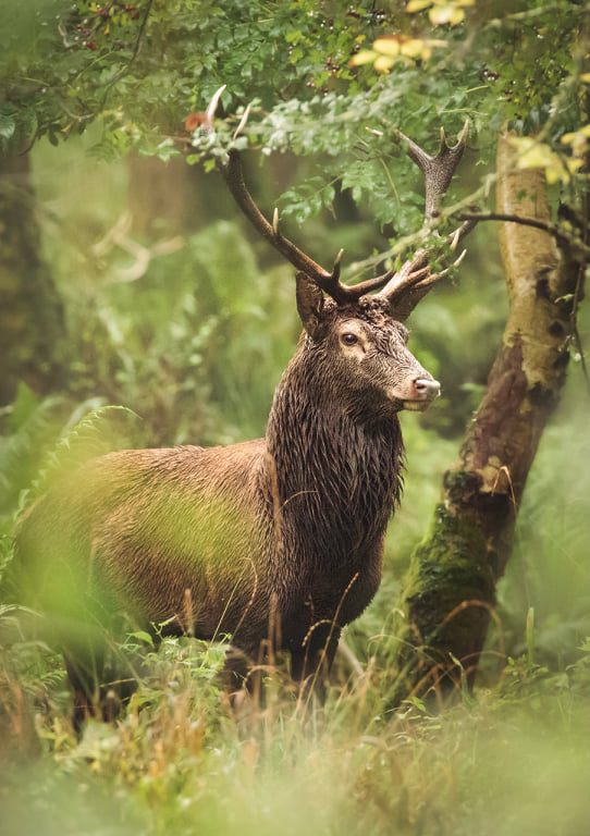 Join us on our Wildlife &amp; Nature Photography' Online Interactive 90 Minute Course. Only one December (16th) date available. Secure Your Spot Today! 😉 - mailchi.mp/dublinphotogra…