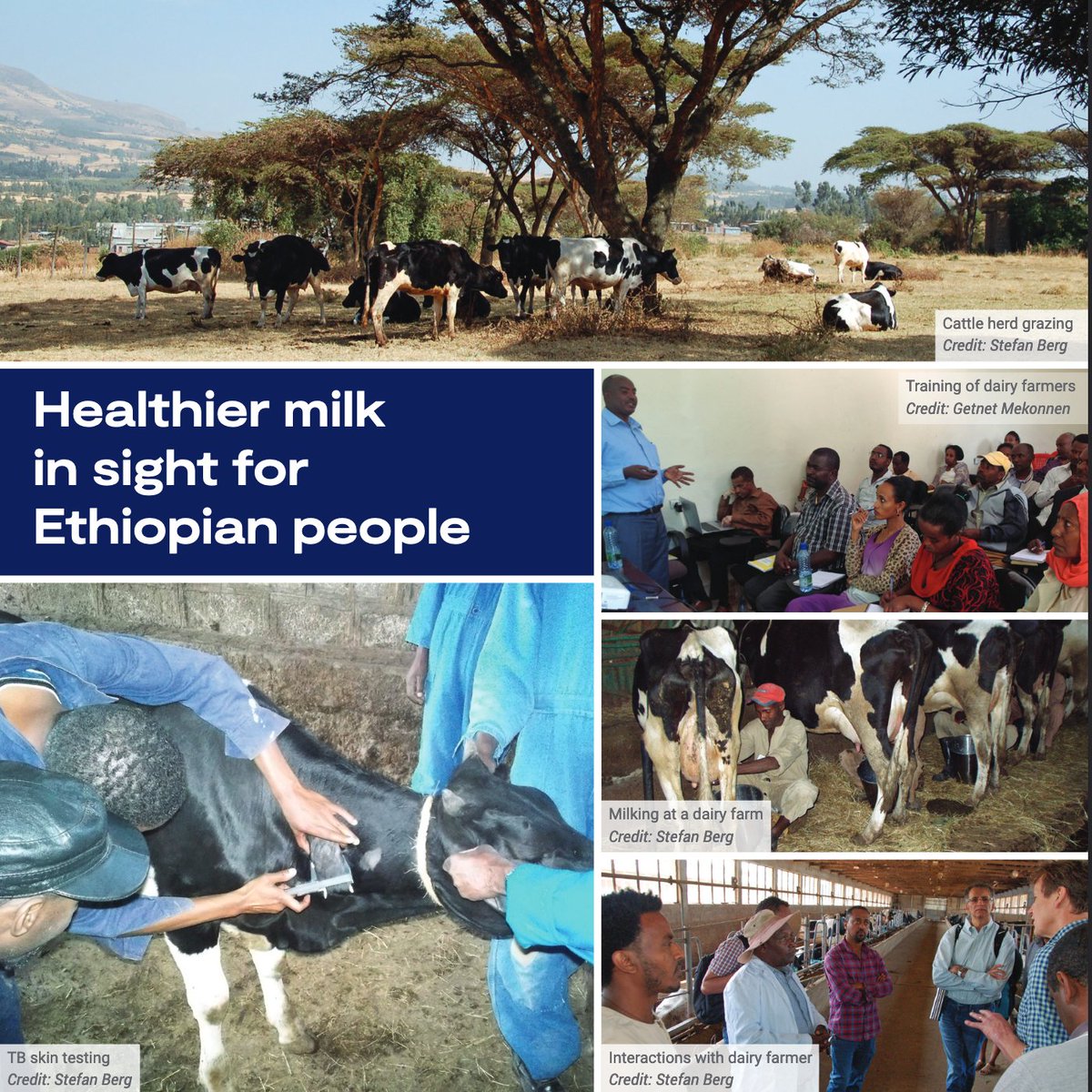 We recently wrote a case study for @ZELSprogramme <a href="/BBSRC/">Biotechnology and Biological Sciences Research</a> on our projects contribution to the #Ethiopian dairy industry. There are also a great collection of case studies from all other parallel zoonoses projects #zels #zoonoses #OneHealth 
bbsrc.ukri.org/documents/case…