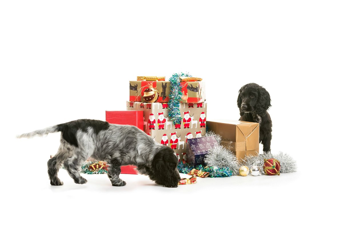 Vicky Ryan tweet media