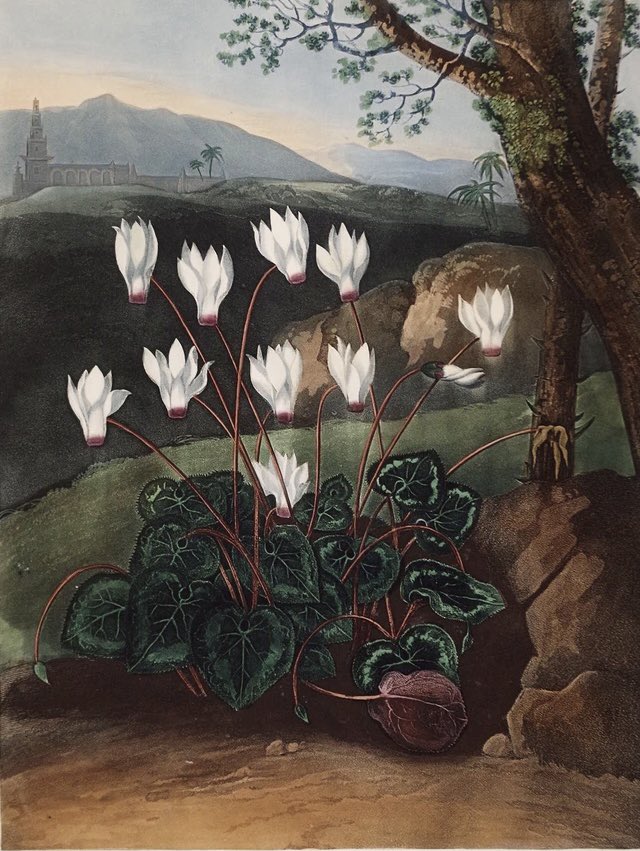ArtGuideAlex's tweet photo. The Persian Cyclamen c1800 #JohnThornton #TempleofFlora https://t.co/kV1VHXtgSH