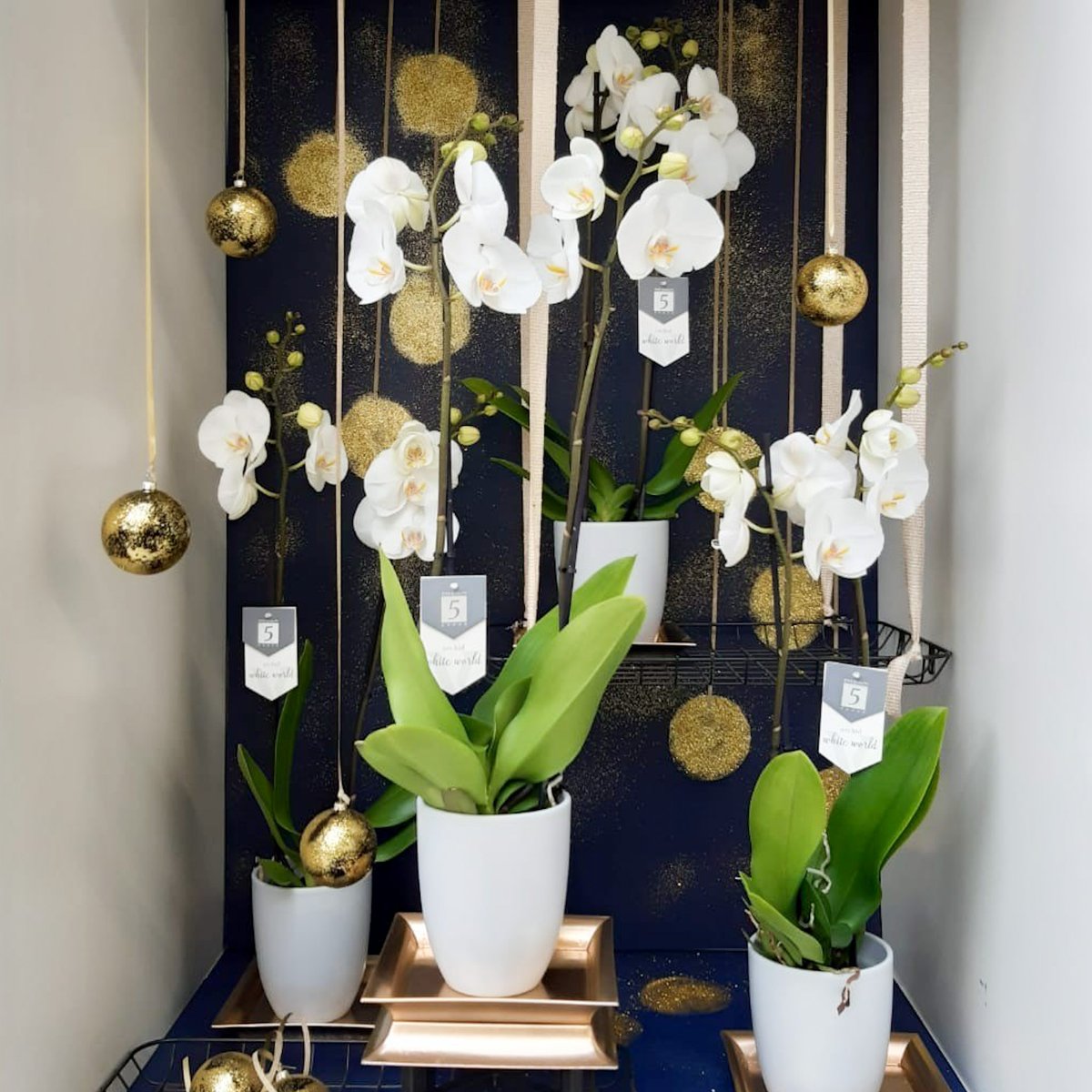PietVijverberg's tweet photo. We love this stylish and chic presentation of our White World Phalaenopsis, spotted at @byWaterdrinker in their trend-display. Did you know that this variety can bloom for up to 6 months? That's why she is so special to us. ✨ https://t.co/c5buwz1vfo
