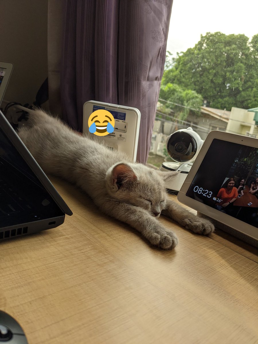 camcgallo's tweet photo. Sassy Girl 🐾 https://t.co/oKBVnJR0mj