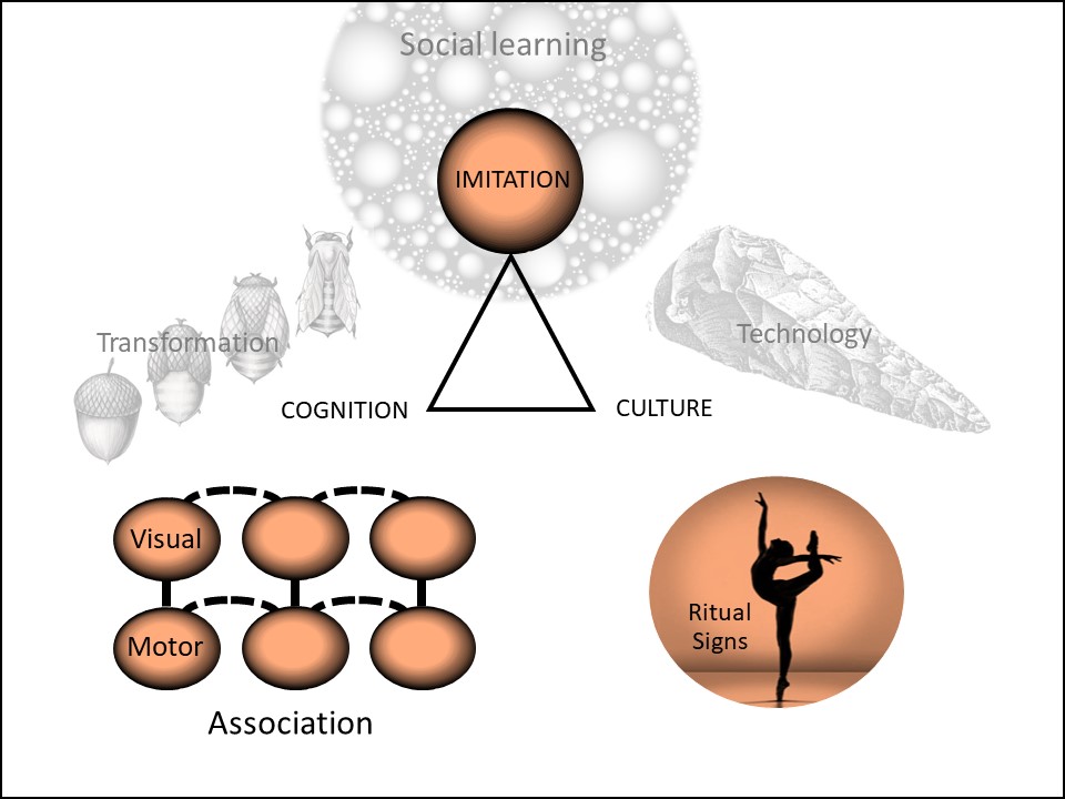 What is imitation? A primer (< 4000 words) explaining why imitation has maddened and intrigued psychologists, biologists and philosophers for more than a century. psyarxiv.com/tn34f/ 🧵