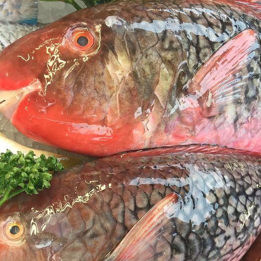 The parrot fish suits exotic and oriental flavours well - chilli, ginger, garlic, lemongrass and spices are all excellent with this fish. It can be grilled, pan-fried or barbecued. 020 8365 1103
thompsonsseafood.co.uk
#tottenham #london #seafood #fish #shellfish #omega3 #healthy