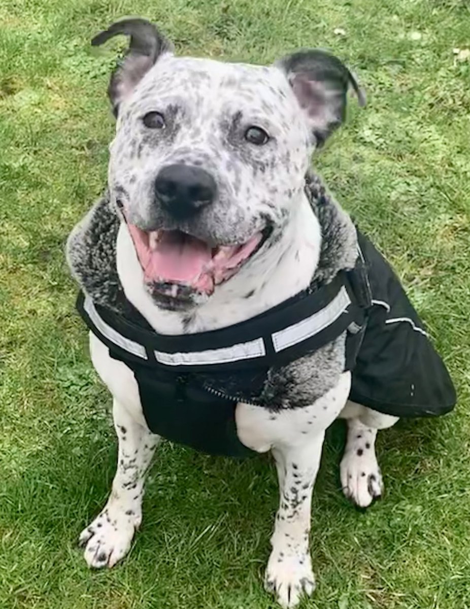 syd_akaYog's tweet photo. #mondaythoughts “When life gives you a hundred reasons to cry, show life that you have a thousand reasons to smile. “ #dogsoftwitter #Sydsmile #freckles #staffiesquad https://t.co/viR1Um7Vlw