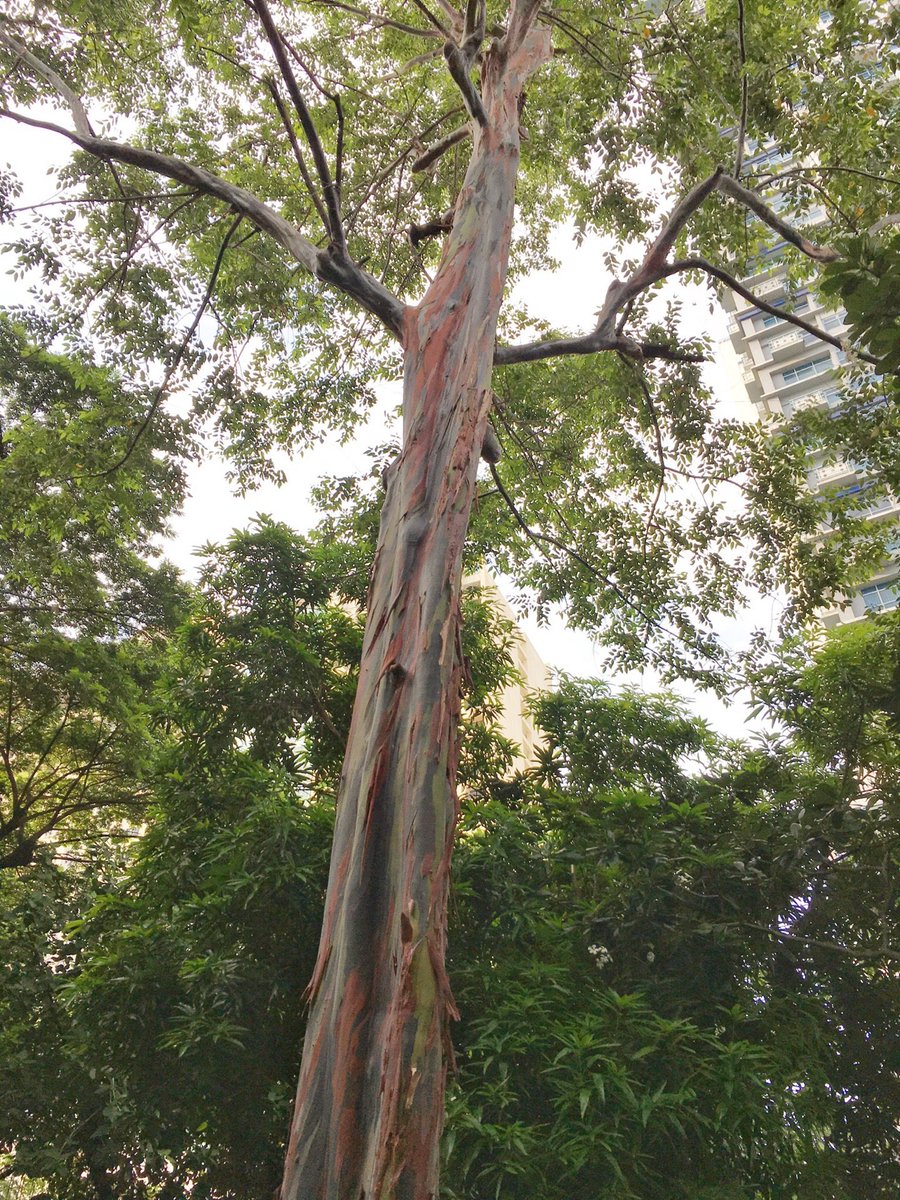 _jujubebe's tweet image. #latecheckin (@ Washington Sycip Park in Makati City, Metro Manila) swarmapp.com/c/lcJVyzLnppw