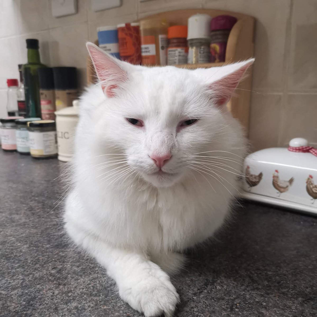 lazyperfection's tweet photo. A very cosy late night visitor! #CatsOfTwitter #whitecat #neighbourscat #catsinthekitchen #restingcat #catsonkitchencounters https://t.co/0ZIBXnvo6x