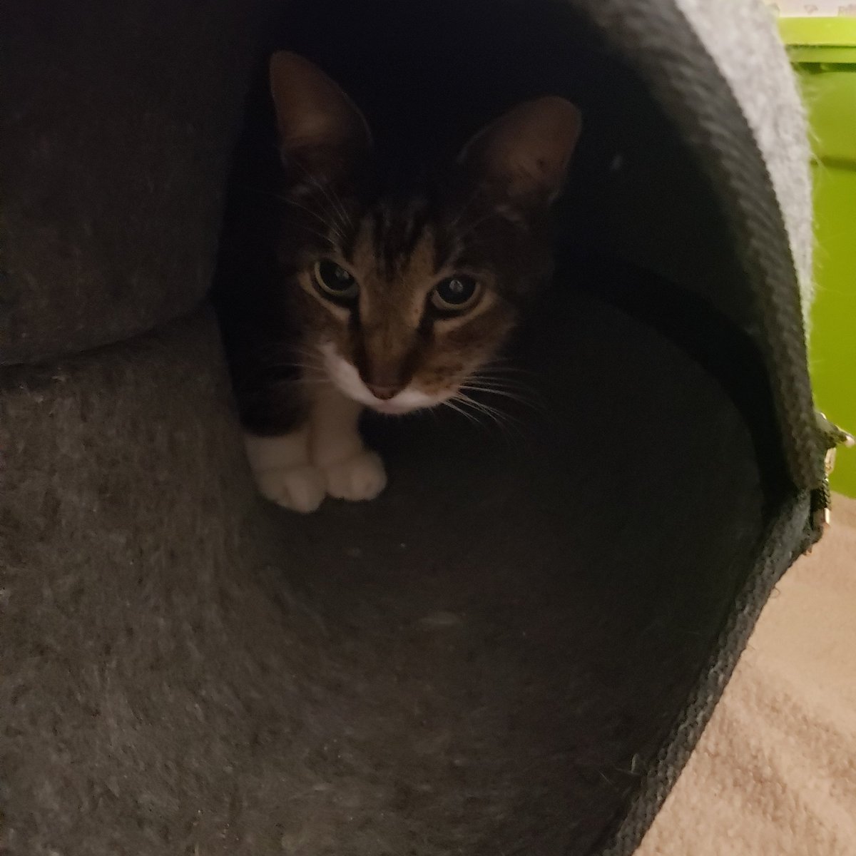 barncatlady's tweet photo. Even Handsome hides on Mondays! I feel you, Handsome. 

Handsome has found the cat donut! 😹😹😹 He's swatting at any of the cats who come to look inside.
#barncatlady #cats #catsoftwitter #barncat #farmcat #catdonut #catcave #yourcatbackpack #monday #mondaymood #mondayssuck https://t.co/eLeKWOiVQz