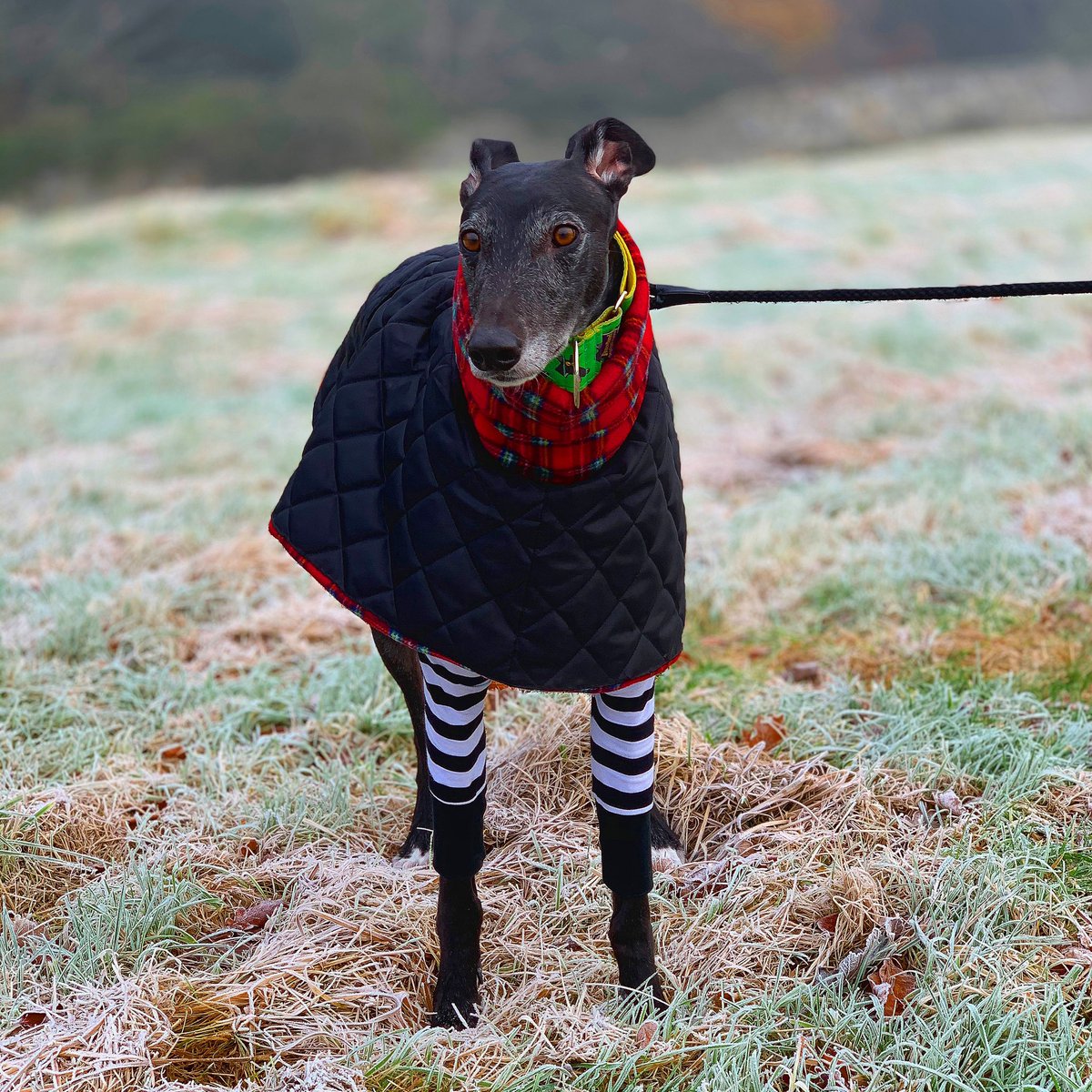 ronanhutch's tweet photo. You gotta wrap up on those -2 morning walks!!!
#mistymorning #foggy #frozen #walk #dogwalking #dublin #phoenixpark #greyhound #adoptdontshop #adoptagreyhound #greyhoundsoftwitter #greyhoundsmakegreatpets #rescuedog #dogsoftwitter #dogsofdublin #greyhoundsofdublin #doggo https://t.co/aLe4UbaM7X